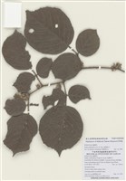 藏品(鬼懸鉤子)的圖片